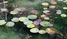 Monet Shrine, Gifu.