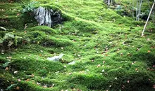 Saihoji Moss Temple (Kokedera)　あｐｐぃかちおｎ