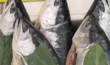 Sapporo Fish Market