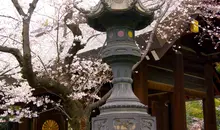 The Yasukuni Jinja in Tokyo is located in an environment dedicated to the History of the war in Japan.