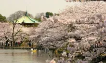 Les Japonais vont chercher une légèreté bucolique en déambulant au hasard des grandes allées bordées de cerisiers du parc d'Ueno.