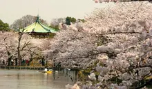 Cherry Tress of Ueno Park