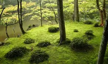 Jardín de musgo del templo Kokedera.