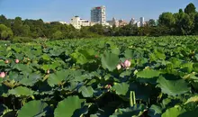 The pond Shinobazu iconic Ueno Park and its giant lotus whose petals cover the entire extent.