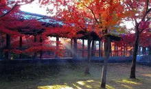 Temple Tofukuji