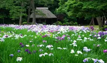 The Koishikawa Koraku-is the oldest garden in Tokyo.