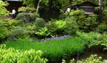 Ce petit jardin du musée Nezu cache quatre chashistu, des pavillons de thé.