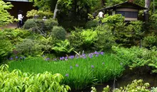 Questo piccolo giardino museo Nezu nasconde quattro chashistu, case da tè.