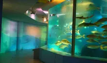 Acquario Miyajima