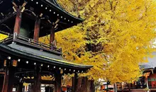 Un tempio sotto le foglie gialle d&#39;autunno in Kukubunji a Takayama.