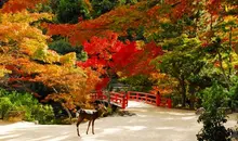 Parc Momijidani à Miyajima