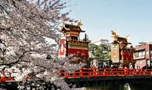 Desfile de carrozas bajo los cerezos en flor durante el Sannō Matsuri en Takayama