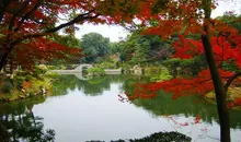 Los arces del parque Shukkei-en.