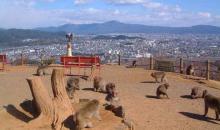 Park of monkeys Iwatayama
