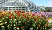 El Jardín Botánico de Kyoto se extiende por 24.000 metros cuadrados y alberga unas 12.000 variedades de plantas.