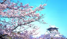 The cherry blossoms in the park of Osaka Castle