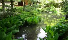 Estanque del jardín de la casa de té Gyokusen-en.