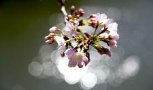 Cherry blossoms, an object of contemplation for the Japanese since antiquity