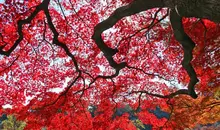 The stark contrast of the beauty of the Japanese gardens.