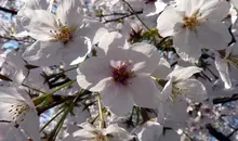 The Japanese cherry trees, a symbol of the Rising Sun.