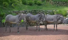 La zebras del Zoo de Ueno en Tokio.