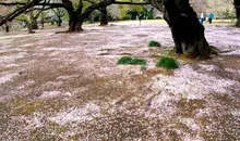 Le parterre de pétales de cerisier juste après le hanami.