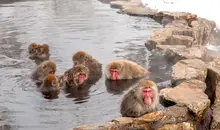 Des singes dans un onsen près de Nagano.