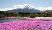 Festival Shibazakura al pie del Monte Fuji.