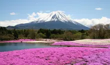 Vue sur le mont Fuji lors du festival Fuji Shibazakura Matsuri. 