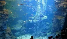 The giant pool of Kyoto Aquarium contains 500 tons of water.