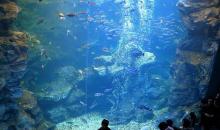 La piscina gigante di Kyoto Aquarium contiene 500 tonnellate di acqua.