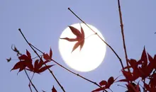 La lune à travers les feuilles d'un érable