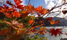 Glowing autumn leaves on Lake Chuzenji, Nikko.