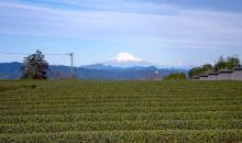 El Monte Fuji y el té