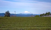 Mont fuji et thé