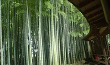 hokokuji kamakura