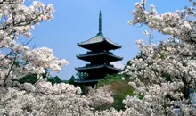 Los cerezos en flor del Ninna-ji.