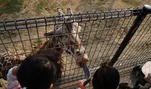 Le repas des girafes au Himeji Central Park