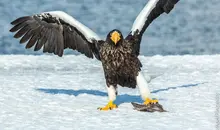 Le roi des aigles agrippant son repas