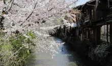 Le canal de Shirakawa à Kyoto.
