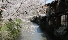 El canal de Shirakawa en Kyoto.