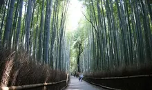 Les chemins de la bambouseraie d'Arashiyama