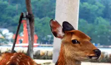 Un des petits daims de Miyajima.