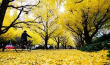 Les ginkgos près du Meiji Jingu Gaien