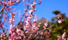 Les pruniers en fleurs au tout début du printemps.