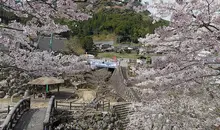 Okawachiyama au moment des cerisiers en fleurs