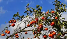 Des kakis encore sur l'arbre