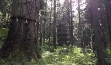 Le plus vieux cèdre, entouré d’une corde sacrée et baptisé Jiji-sugi, aurait plus de 1 400 ans.