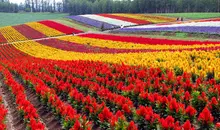 Champs de fleurs de Biei, "Shikisai no oka" à Hokkaido