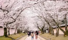 Allée en fleurs du Daigo-ji à Kyoto